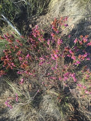 Erica abietina constantiana