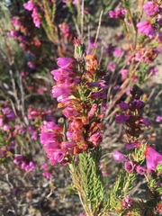 Erica abietina constantiana