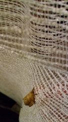 Falcaria lacertinaria