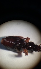 Synuchus impunctatus