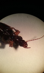 Synuchus impunctatus