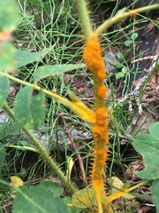 Phragmidium mucronatum