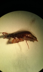 Synuchus impunctatus