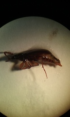 Synuchus impunctatus