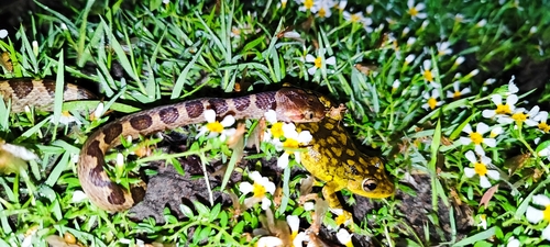 Leptodeira tarairiu