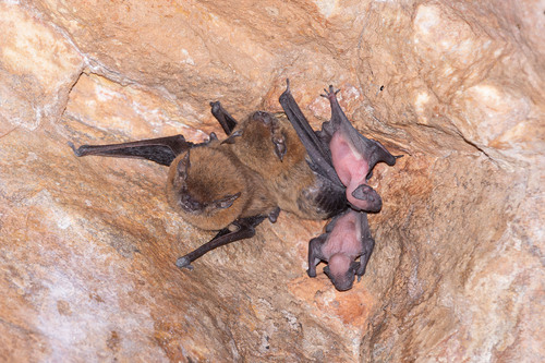 Finlayson's Cave Bat (Vespadelus finlaysoni) — Least Concern Mammalia