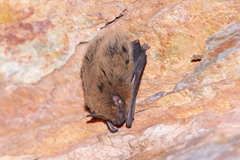 Finlayson's Cave Bat photo 2