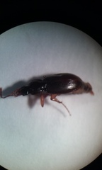 Synuchus impunctatus