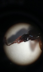Synuchus impunctatus