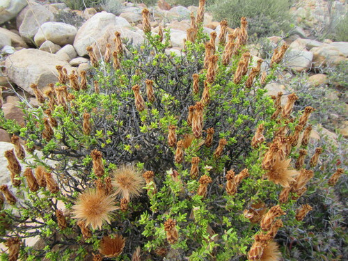 Image of Pteronia hutchinsoniana by (c) douglaseustonbrown, some rights reserved (CC BY-SA)