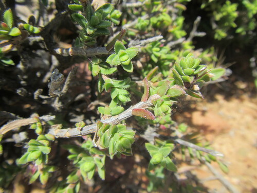 Image of Pteronia hutchinsoniana by (c) douglaseustonbrown, some rights reserved (CC BY-SA)