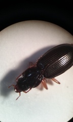 Synuchus impunctatus