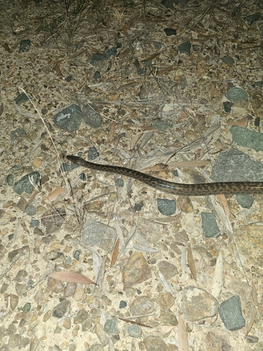 Spotted Python sighting