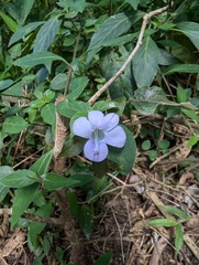 Barleria ventricosa, photograph author not stated, no rights reserved
