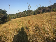 Lasiosiphon calocephalus