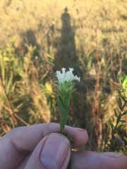 Lasiosiphon calocephalus