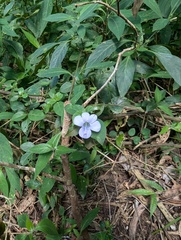 Barleria ventricosa, photograph author not stated, no rights reserved