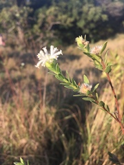 Lasiosiphon calocephalus