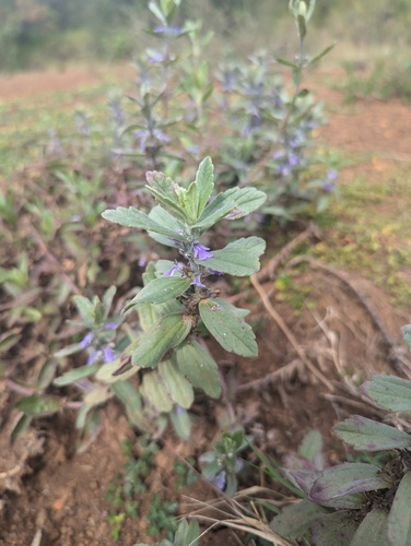 Manybracteole bugle (Ajuga integrifolia)