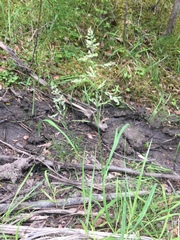 Arctagrostis latifolia