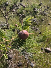 Vachellia drepanolobium, photograph author not stated, no rights reserved