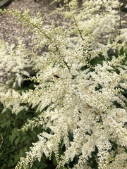 Astilbe