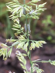Arctagrostis latifolia