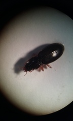 Synuchus impunctatus