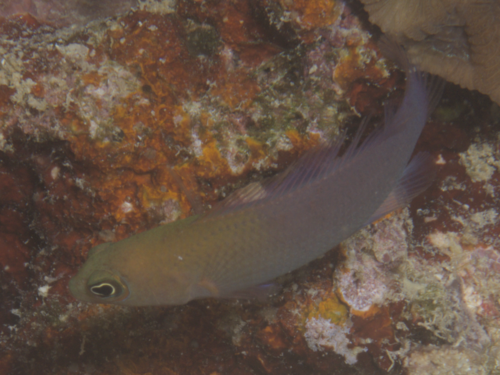 Pseudochromis andamanensis observed 2024-11-09