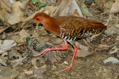 Rallina fasciata