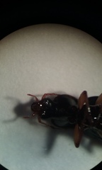 Synuchus impunctatus