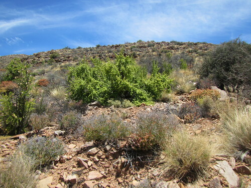 Image of Portulacaria afra by (c) douglaseustonbrown, some rights reserved (CC BY-SA)