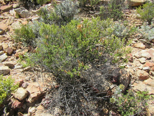 Image of Pteronia hutchinsoniana by (c) douglaseustonbrown, some rights reserved (CC BY-SA)