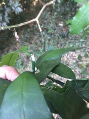 Tabernaemontana ventricosa