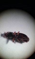 Synuchus impunctatus