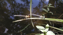 Platycnemis latipes
