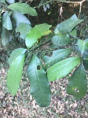 Tabernaemontana ventricosa