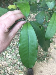 Tabernaemontana ventricosa