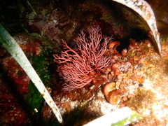 Sphaerococcus coronopifolius