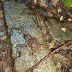 Occidozyga martensii