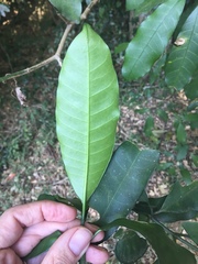 Tabernaemontana ventricosa