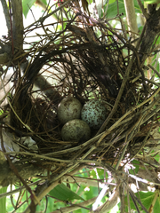Cardinalis cardinalis