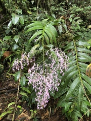 Epidendrum amplum