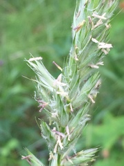 Leymus innovatus
