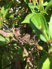 Cardinalis cardinalis