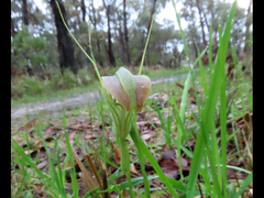 Pterostylis grandiflora