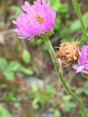 Erigeron glabellus pubescens