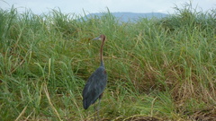 Ardea goliath