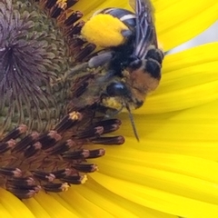 Svastra obliqua obliqua