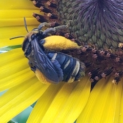 Svastra obliqua obliqua